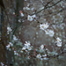 Blossom in churchyard by jon_lip