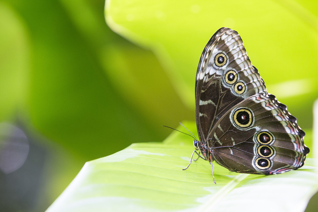 Owl Butterfly by pdulis