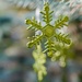 MACRO CHALLENGE - CHRISTMAS DECORATION 2 by markp