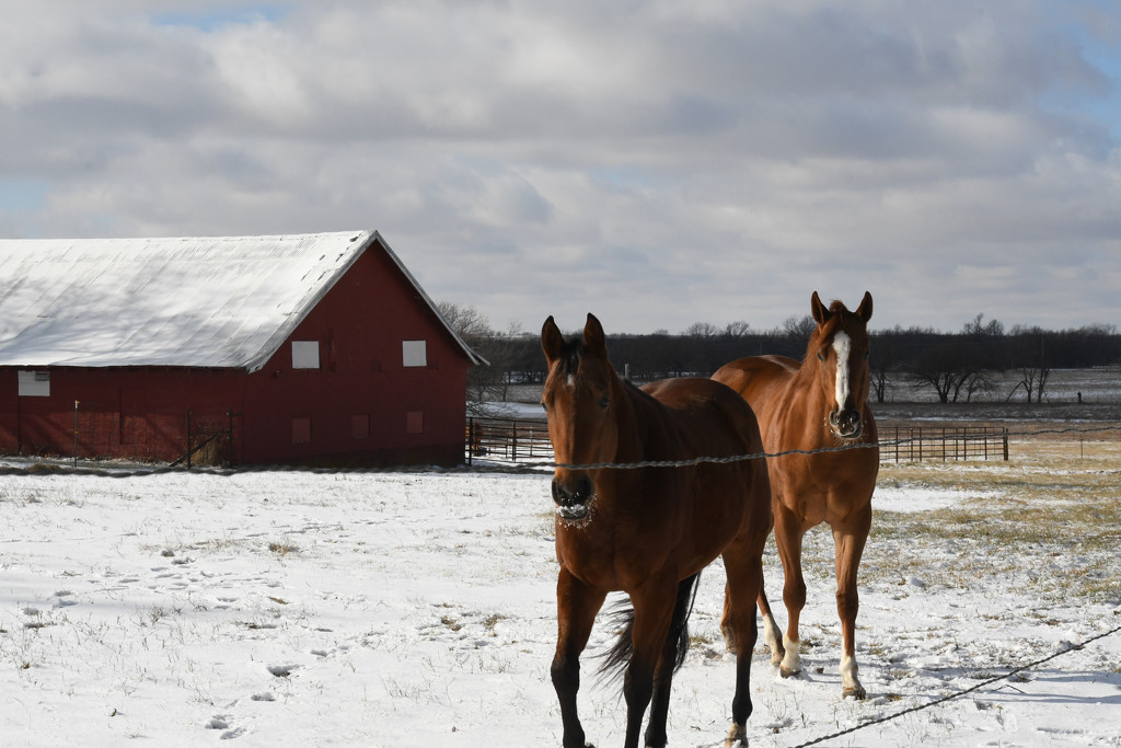 Christmas Eve in Kansas Snow Scene by kareenking