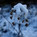 356/365 - Winter Weeds by wag864