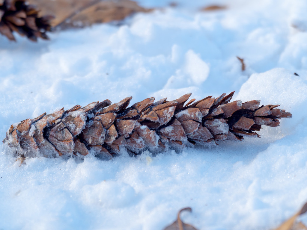 Pinecone by rminer