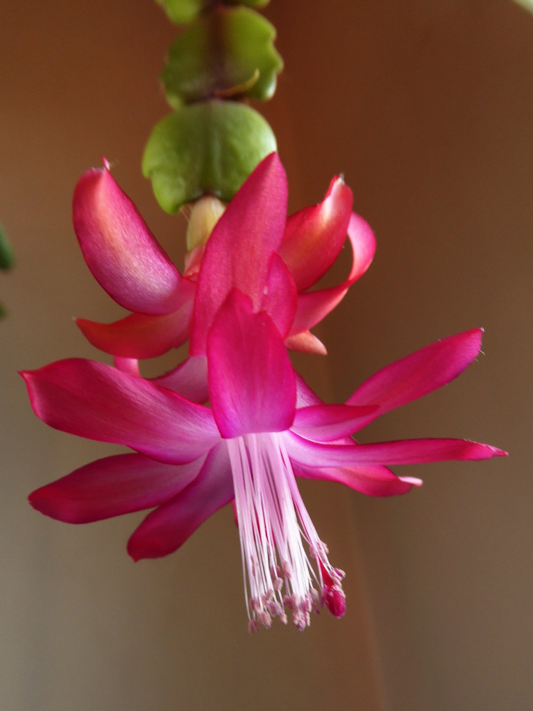 Christmas cactus by shannejw