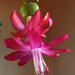 Christmas cactus by shannejw