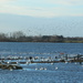Swans at Welney by busylady
