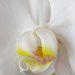White Orchid by daisymiller