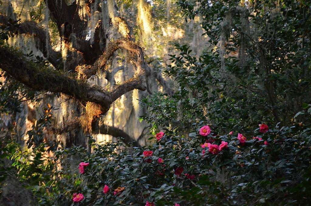 Live oak, Spanish moss and camellias by congaree