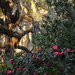 Live oak, Spanish moss and camellias by congaree