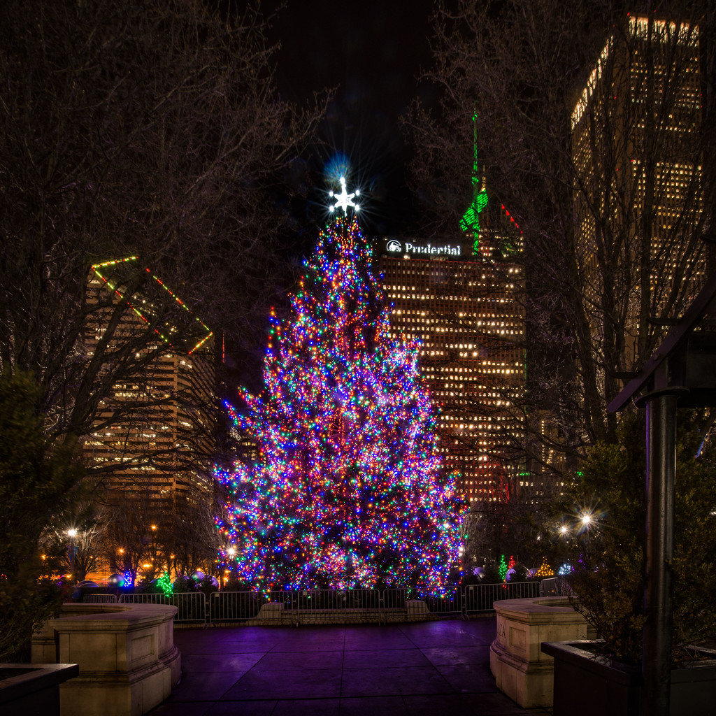 Holiday Tree - Andie Photowalk #5 by taffy