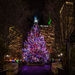 Holiday Tree - Andie Photowalk #5 by taffy