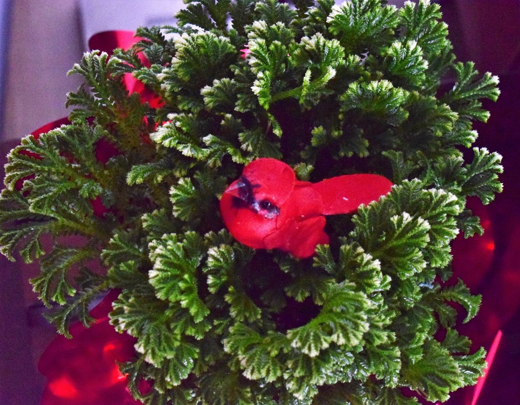 Christmas plant by sandlily