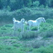 horses on the camague s. france. by arthurclark
