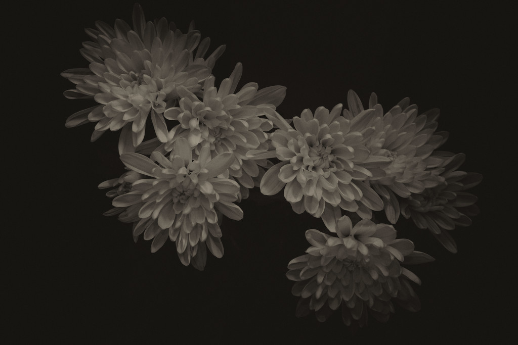 White chrysanthemums by rumpelstiltskin