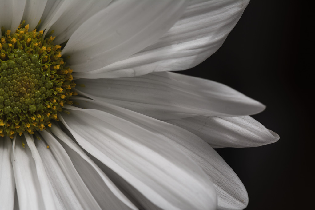 Marguerite daisy by rumpelstiltskin
