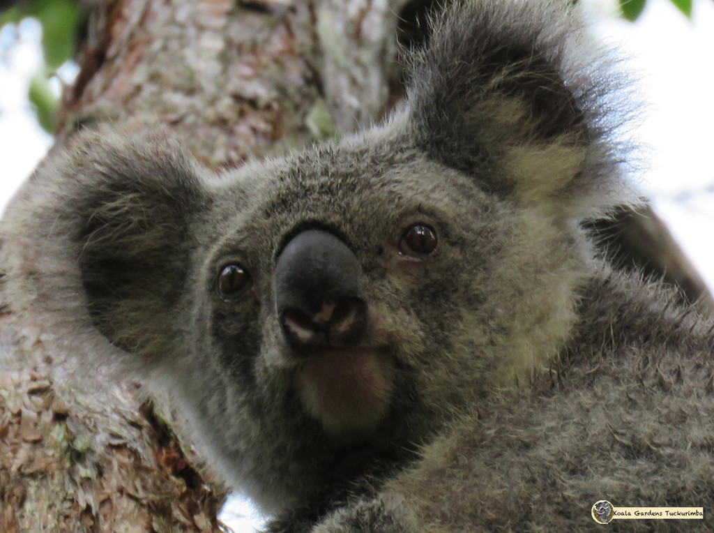 watching me watching you by koalagardens