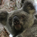 watching me watching you by koalagardens