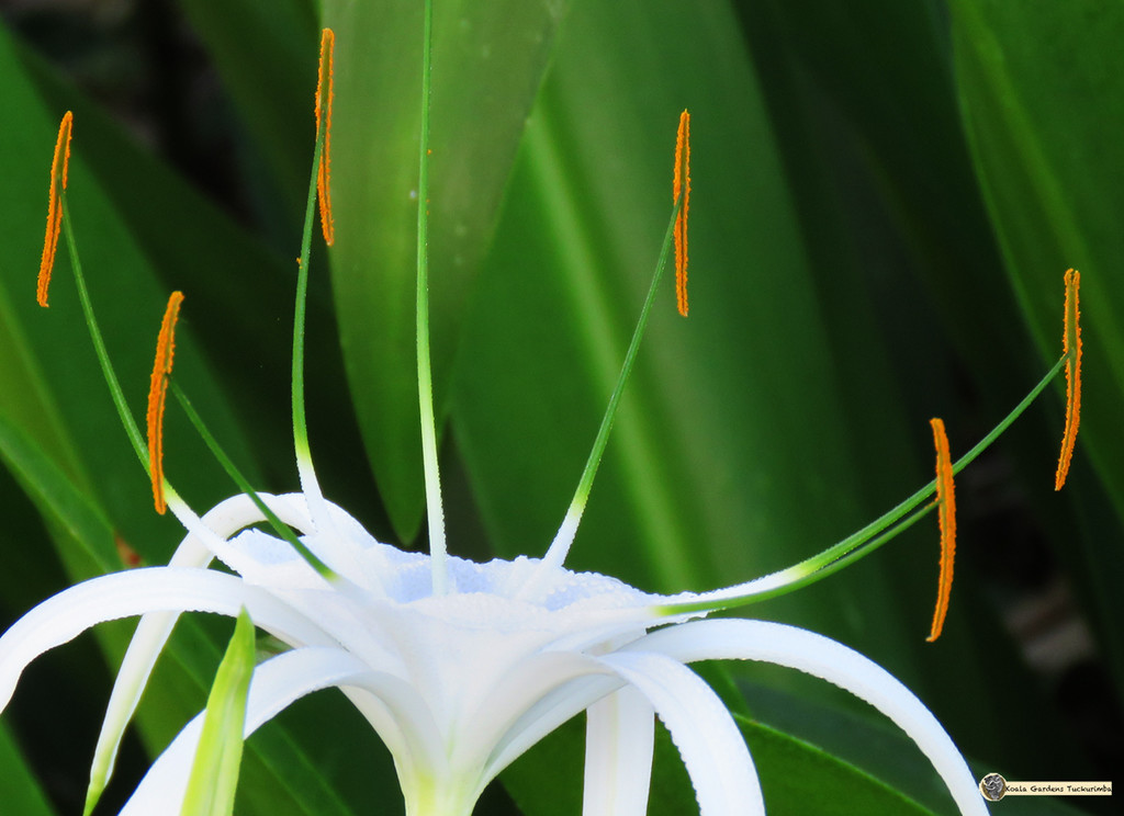 Spider Lily by koalagardens
