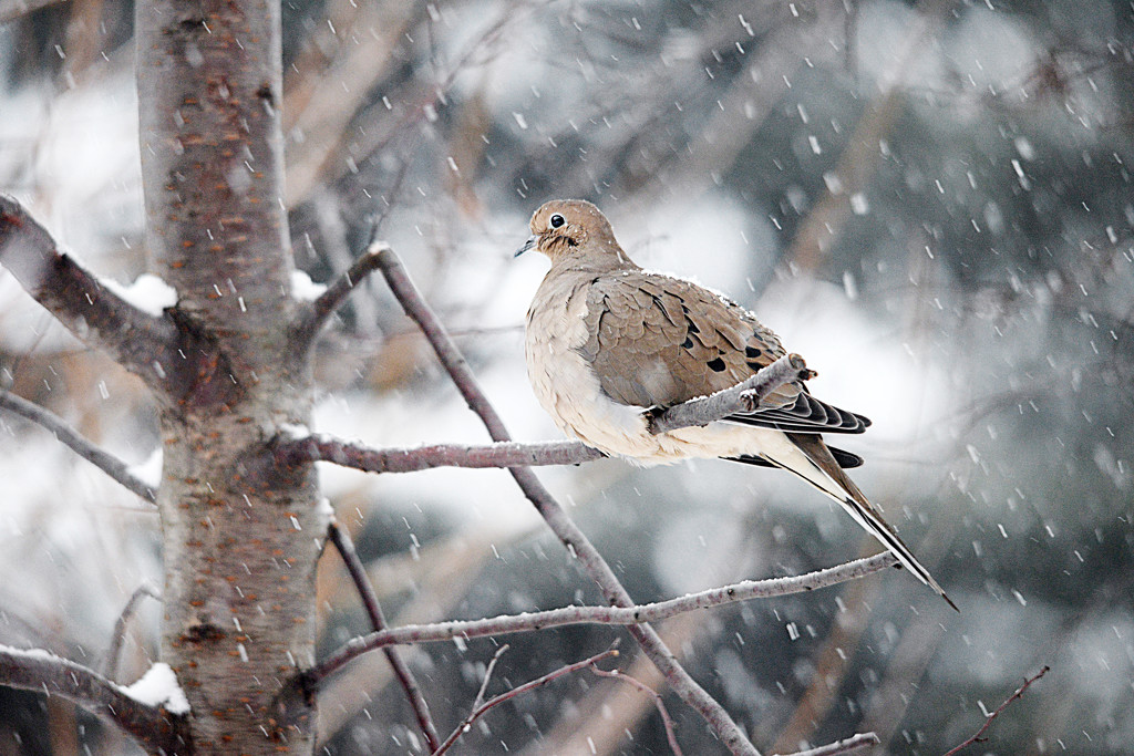 Dove in snow storm! by fayefaye