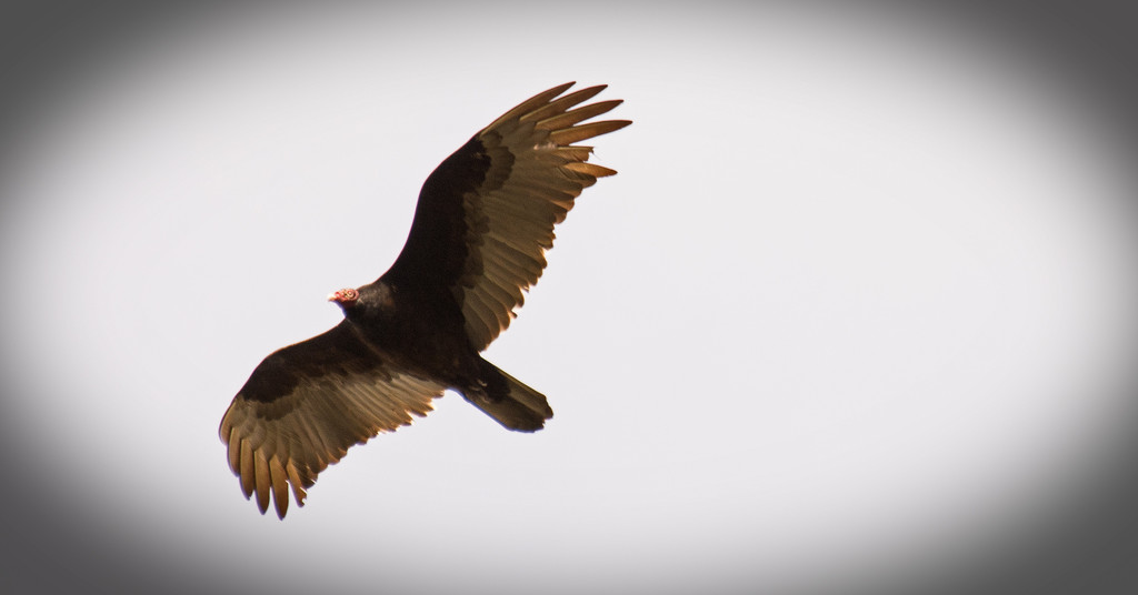 Vulture in the Sky's! by rickster549