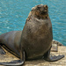 One of the bigger Seals.... by ludwigsdiana