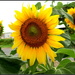 Sunflower in full bloom by 777margo