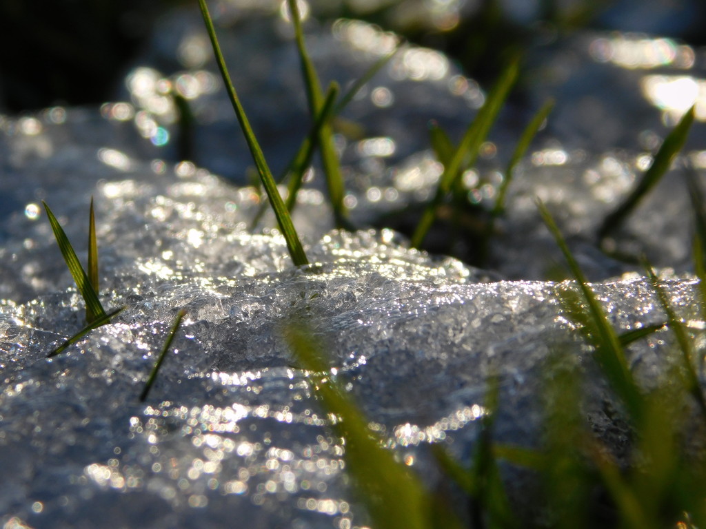 Icy grass by 365anne