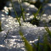 Icy grass by 365anne