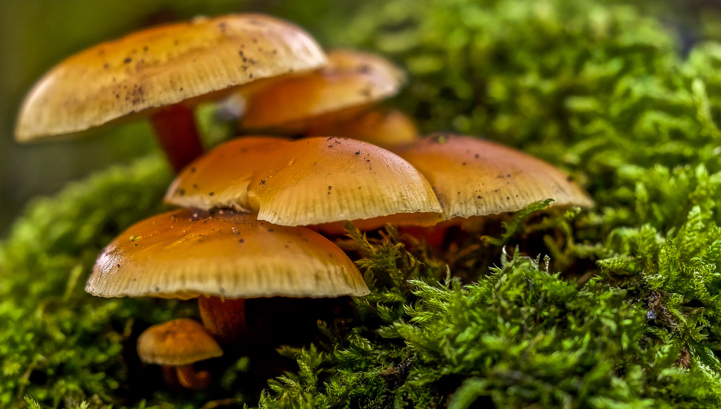 Fungi by tonygig