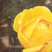 The Cracked Rose by joysfocus