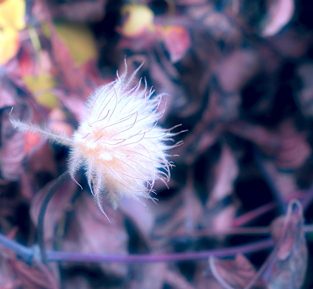 Feather Weed by joysfocus