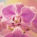 Orchid  by joysfocus