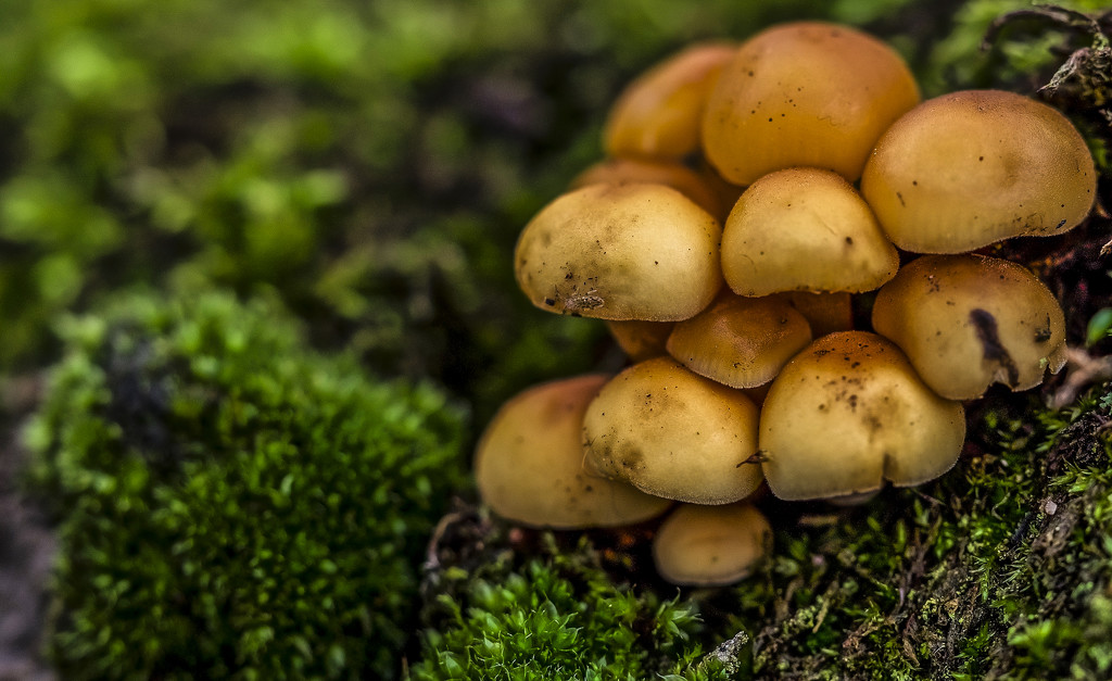 Fungi Filler by tonygig
