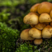 Fungi Filler by tonygig