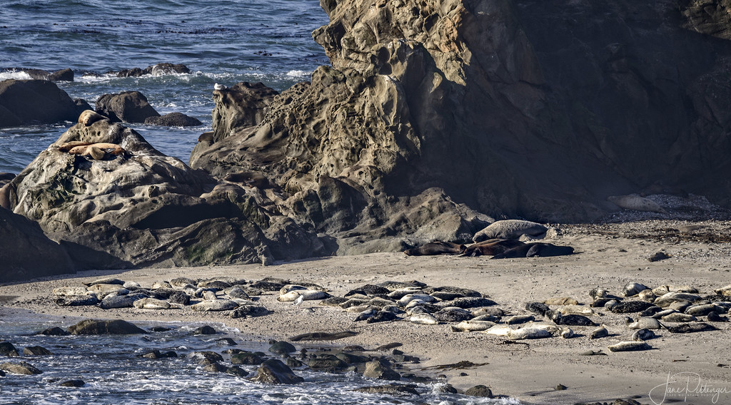 Sea Lions Sleeping in the Midday Sun  by jgpittenger