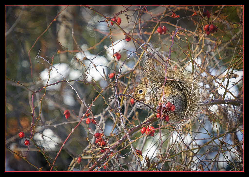 December Squirrel by gardencat