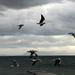2017 10 03  Flock of Seagulls by kwiksilver