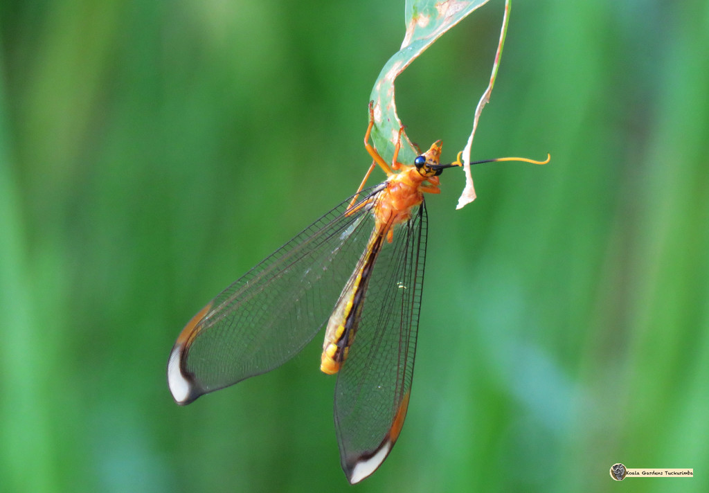 Blue Eyed Lacewing by koalagardens