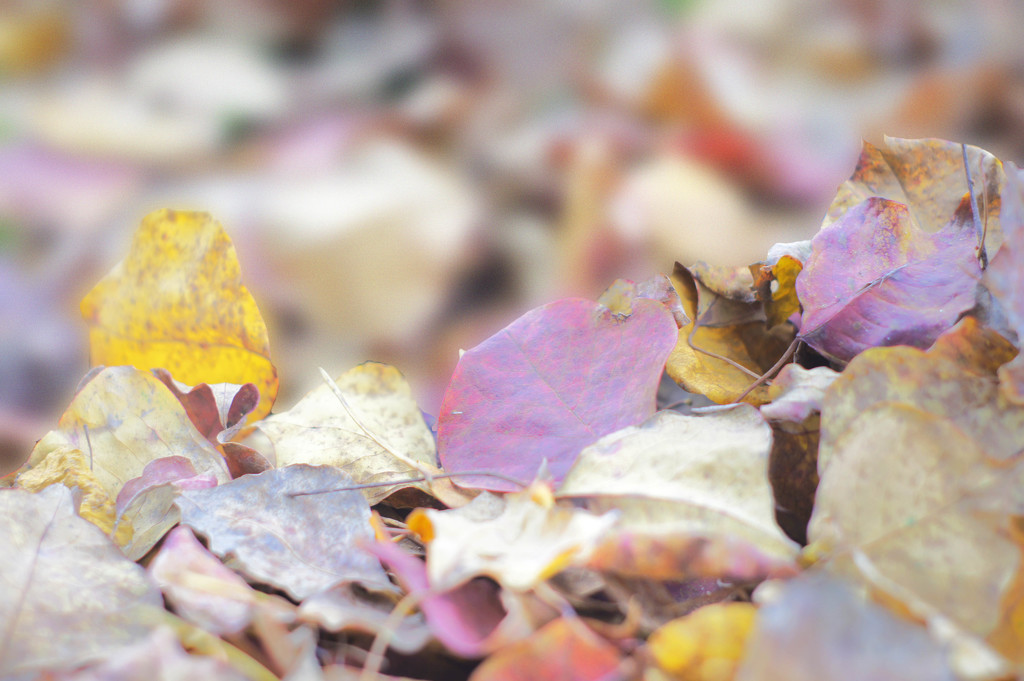 Autumn leaves still lurking by dmdfday