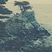 Cypress the Sea by jnadonza