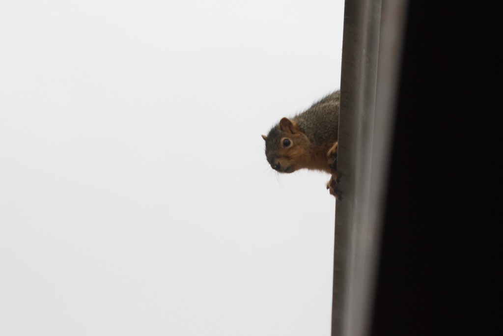Peek-A-Boo, Squirrel! by bjchipman