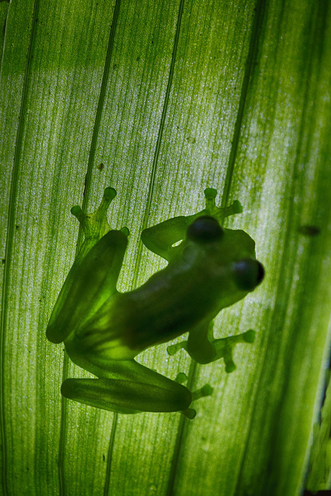 The Glass frog... by pdulis