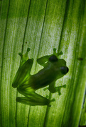 28th Dec 2017 - The Glass frog...