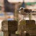 Seagull Looking for Something on the Deck! by rickster549