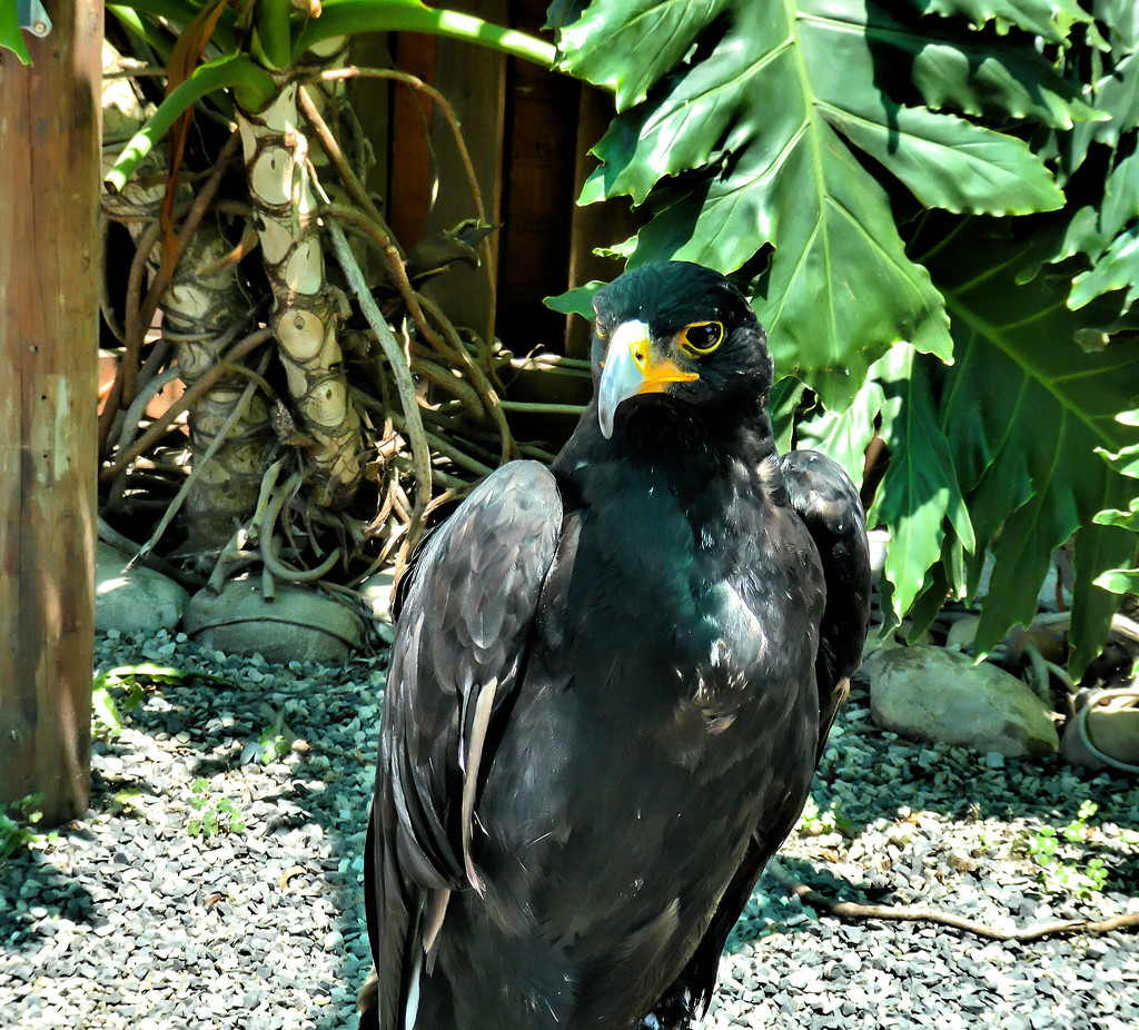 A Black Eagle seen at Eagle Encounters by ludwigsdiana
