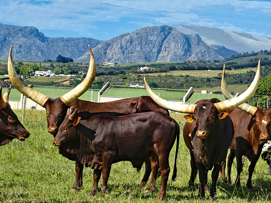 Ankole Cattle... by ludwigsdiana