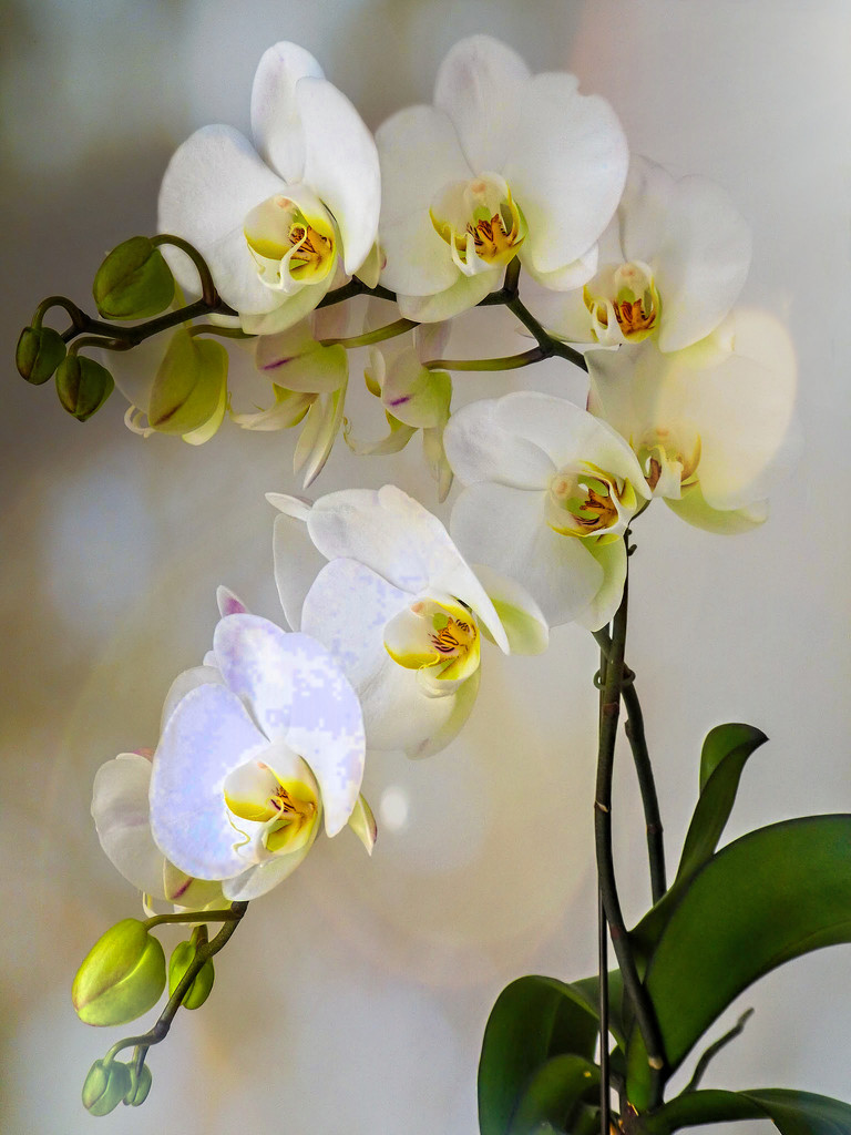 White Orchids  by ludwigsdiana