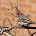 Male House Finch by gaylewood
