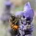 A Very Busy Bee_DSC7007 by merrelyn