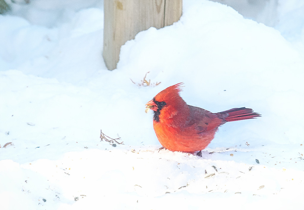 December Cardinal  by gardencat