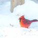 December Cardinal  by gardencat